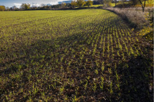 Jak zaznacza ekspertka, nie zna w rolnictwie metody ochrony roślin uprawnych przed negatywnymi skutkami ciepłej jesieni. Na zdjęciu pole pszenicy ozimej (jackmac34 / <a href="https://pixabay.com/pl/pszenicy-pszenica-ozima-plantacji-1803548/">Pixabay</a>)