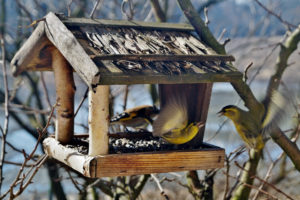 Jeśli zdecydujemy się dokarmiać ptaki w zimie, trzeba to robić regularnie: ptaki przyzwyczajają się do miejsca i będą w nie stale wracać w poszukiwaniu pożywienia (ivabalk / <a href="https://pixabay.com/pl/ptaki-podajnika-karmnik-dla-ptak%C3%B3w-664232/">Pixabay</a>)