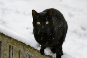 W ubiegłym sezonie społeczni opiekunowie zwierząt w Białymstoku pomogli około tysiącu kotów. Wydano blisko 2,3 tony karmy suchej i 800 kg karmy mokrej (BrianJClark / <a href="https://pixabay.com/pl/kot-czarny-kitty-udomowiony-koci-141203/">Pixabay</a>)