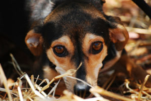 Białostocki TOZ w sylwestra uruchamia specjalną linię z informacjami o zagubionych psach
