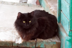 Mieszkańcy Kalisza, którzy troszczą się o bezdomne koty, mogą dostać od miasta ocieplane budki dla swoich podopiecznych. Zdjęcie ilustracyjne (JuliaAk / <a href="https://pixabay.com/pl/czarny-kot-dacza-zwierz%C4%99ta-2233386/">Pixabay</a>)