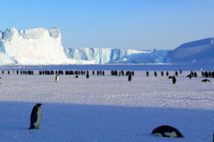 Colin O’Brady jako pierwszy przeszedł samotnie i bez wsparcia całą Antarktydę. Wyprawę rozpoczął 3 listopada. Ciągnął, przeważnie pod górę, sanie z zapasami i sprzętem ważące 170 kg. Na zdjęciu ilustracyjnym fragment Antarktycznego krajobrazu i pingwiny cesarskie (MemoryCatcher / <a href="https://pixabay.com/pl/pingwiny-cesarz-antarktyczny-%C5%BCycia-429136/">Pixabay</a>)