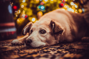 Specjaliści przypominają, że właściciele psów mogą stosować metody behawioralne, by pomóc podopiecznym. Zdjęcie ilustracyjne (jwvein / <a href="https://pixabay.com/pl/pies-%C5%9Bwi%C4%99ta-%C5%82adny-piesek-lampki-3894173/">Pixabay</a>)