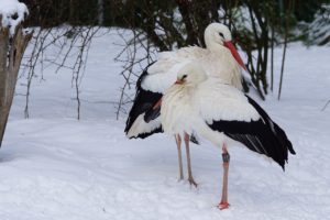 Według danych Fundacji Przyrodniczej „pro Natura” na zimę w Polsce zostaje coraz więcej bocianów. Na zdjęciu ilustracyjnym bocian w nieoznaczonej lokalizacji (Pixel-mixer / <a href="https://pixabay.com/pl/bocian-bocian-bia%C5%82y-gmina-ptak-1145037/">Pixabay</a>)