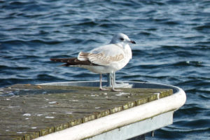 Aby poprawić warunki śmieszkom i rybitwom, ornitolodzy w ostatnich dniach wykosili trzcinę zarastającą jedną z wysp na jeziorze Łuknajno. Na zdjęciu mewa na Mazurach, w bliżej nieoznaczonej lokalizacji (thonatos / <a href="https://pixabay.com/pl/mazury-jezioro-mewa-ptak-bia%C5%82y-2066991/">Pixabay</a>)