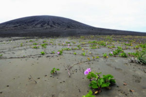 Roślinność pojawia się na płaskim przesmyku Hunga Tonga-Hunga Ha’apai. Stożek wulkaniczny widoczny jest w tle (Dan Slayback)