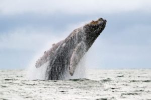 Wieloryby są także dostrojone do pola magnetycznego (Luis Robayo/AFP/Getty Images)