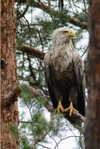 Orzeł bielik w Finlandii (Arend from Oosterhout, Netherlands – White-tailed Eagle – Europese Zeearend, CC BY 2.0 / <a href="https://commons.wikimedia.org/w/index.php?curid=64249698">Wikimedia</a>)