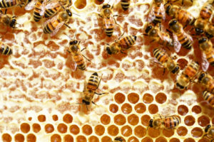 Przy sprawdzaniu zdolności matematycznych pszczół miodnych oparto się na ich naturalnych predyspozycjach widzenia barw, które w eksperymencie wykorzystano jako symboliczne reprezentacje dodawania i odejmowania (PollyDot / <a href="https://pixabay.com/pl/pszczo%C5%82y-mi%C3%B3d-pszczo%C5%82y-miodne-345628/">Pixabay</a>)