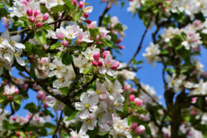 W sadzie edukacyjnym w Białymstoku zostanie posadzonych 25 trzyletnich drzewek owocowych starych, tradycyjnych odmian, by wiosną mogły już kwitnąć, a potem zaowocować. Zdjęcie ilustracyjne (congerdesign / <a href="https://pixabay.com/pl/photos/apple-kwiaty-jab%C5%82o%C5%84-drzewa-kwiaty-3355176/">Pixabay</a>)