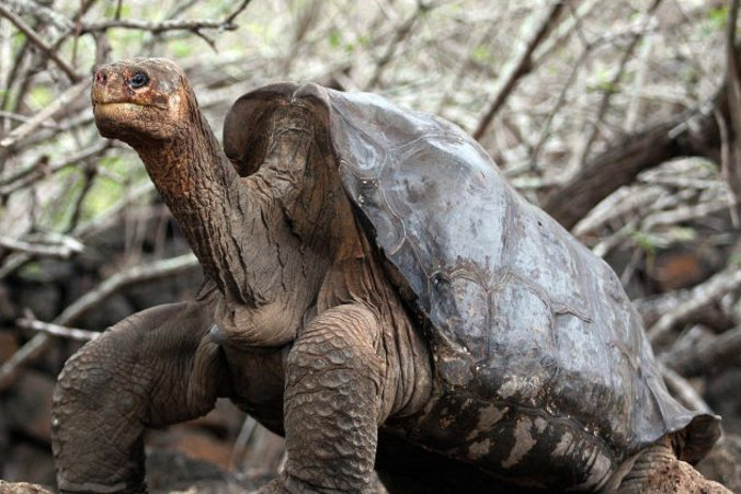 Żółwie olbrzymie z Galapagos są zdolne przetrwać rok bez jedzenia i picia. Wydaje się też, że wolą rośliny inne niż rodzime, gdy zdecydują się przerwać post (Rodrigo Buendia/AFP/Getty Images)