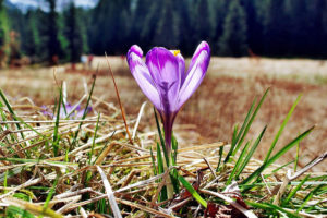 W Tatrach zaczynają kwitnąć krokusy. By chronić kwiaty, TPN wraz z gminą Kościelisko zaplanował akcję „Hokus-krokus”. Zdjęcie ilustracyjne (JerzyGorecki / <a href="https://pixabay.com/pl/photos/krokusy-tatry-kwiaty-wiosna-polana-1323077/">Pixabay</a>)