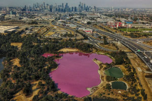  W lecie słone jezioro w parku Westgate na przedmieściach Melbourne zmienia kolor na różowy, marzec 2019 r. (Bob T – praca własna, CC BY-SA 4.0 / <a href="https://commons.wikimedia.org/w/index.php?curid=77386237">Wikimedia</a>)