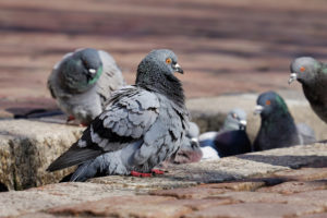 Gołębie z Malborka nie zostawiły uwięzionych przyjaciół w potrzebie i przynosiły im jedzenie