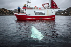 Na zdjęciu z materiałów informacyjnych udostępnionych przez Norweski Zarząd Rybołówstwa (Służbę Nadzoru Morskiego) widać kuter rybacki i białuchę, Norwegia, 26.04.2019 r. (wydane 29.04.2019 r.) (JORGEN REE WIIG/NORWEGIAN DIRECTORATE OF FISHERIES/HANDOUT/PAP/EPA)