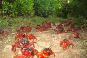 Dziesiątki milionów krabów czerwonych żyjących na Wyspie Bożego Narodzenia raz do roku wędruje w stronę wybrzeża (Ian Usher – praca własna, zdjęcie modyfikowane, CC BY-SA 3.0 / <a href="https://commons.wikimedia.org/w/index.php?curid=27815891">Wikimedia</a>)