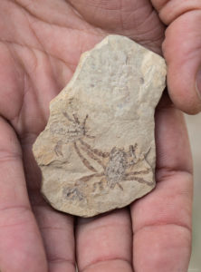 <em>Callichimaera perplexa</em>: Dziwny skamieniały skorupiak z epoki dinozaurów, który zmusza do przemyślenia tego, czym jest krab (Daniel Ocampo R., Vencejo Films / dzięki uprzejmości Javiera Luque’a)