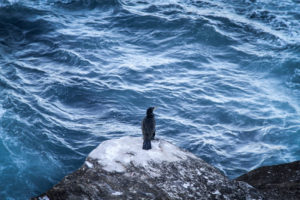 Mitsuhiro Iwamoto jest pierwszym niewidowmym żeglarzem, któremu udało się przepłynąć Ocean Spokojny bez postoju w porcie. Zdjęcie ilustracyjne (Free-Photos / <a href="https://pixabay.com/pl/photos/morze-ocean-ptak-wody-beach-fale-1245977/">Pixabay</a>)