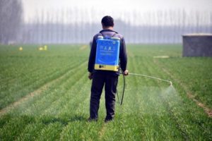 Chiński rolnik rozpylający pestycydy na polu pszenicy w prefekturze Chiping w Liaocheng, prowincja Szantung we wschodnich Chinach, 15.03.2017 r. (STR/AP/Getty Images)