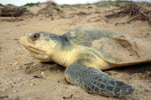 Wygraj staż wśród rajskich pejzaży Malediwów i zainwestuj swój czas w pomaganie żółwiom morskim