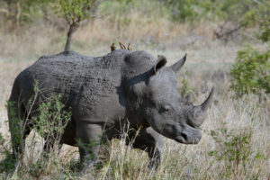 Nosorożce przebywające w indyjskim Parku Narodowym Kaziranga mają specjalnie wyszkolonych ochroniarzy