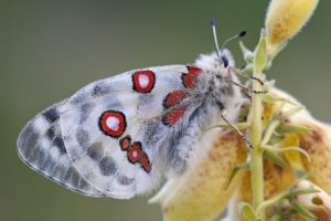 W Górach Kruczych wypuszczono 300 motyli, by odbudować zagrożony gatunek