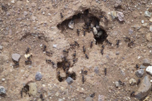 Jak odkryli badacze, pustynne mrówki nie wahają się, by pomóc współmieszkankom kolonii uwięzionym w pajęczych sieciach. Na zdjęciu ilustracyjnym wejście do mrowiska pustynnych mrówek <em>Messor pergandei</em>, miejscowość Picacho w Arizonie, Stany Zjednoczone, 2013 r. (Chris English, <a href="https://creativecommons.org/licenses/by-sa/3.0/">CC BY-SA 3.0</a> / <a href="https://commons.wikimedia.org/w/index.php?curid=56430474">Wikimedia</a>)