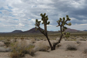 Mrówczą pomoc naukowcy po raz pierwszy zaobserwowali na pustyniach Mojave i Sonorze w 2015 r. Na zdjęciu ilustracyjnym pustynia Mojave, Stany Zjednoczone (<a href="https://pixabay.com/pl/users/descombesthierry-5945196/?utm_source=link-attribution&amp;utm_medium=referral&amp;utm_campaign=image&amp;utm_content=2520410">descombesthierry</a> / <a href="https://pixabay.com/pl/?utm_source=link-attribution&amp;utm_medium=referral&amp;utm_campaign=image&amp;utm_content=2520410">Pixabay</a>)