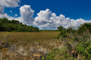 Floryda ma charakter nizinny i jej linia brzegowa jest szczególnie zagrożona, płaska jest też wewnętrzna część półwyspu. Na zdjęciu ilustracyjnym krajobraz Florydy, Park Narodowy Everglades (<a href="https://pixabay.com/pl/users/Manne1409-3948644/?utm_source=link-attribution&amp;utm_medium=referral&amp;utm_campaign=image&amp;utm_content=4324740">Manfred Reinert</a> / <a href="https://pixabay.com/pl/?utm_source=link-attribution&amp;utm_medium=referral&amp;utm_campaign=image&amp;utm_content=4324740">Pixabay</a>)