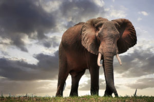 Duński rząd wykupi ostatnie cztery cyrkowe słonie w kraju, a do końca roku planuje wprowadzić zakaz wykorzystywania dzikich zwierząt w cyrkach. Na zdjęciu ilustracyjnym słoń w Zimbabwe, południowa Afryka (<a href="https://pixabay.com/pl/users/fietzfotos-6795508/?utm_source=link-attribution&amp;utm_medium=referral&amp;utm_campaign=image&amp;utm_content=4250135">Albrecht Fietz</a> / <a href="https://pixabay.com/pl/?utm_source=link-attribution&amp;utm_medium=referral&amp;utm_campaign=image&amp;utm_content=4250135">Pixabay</a>)