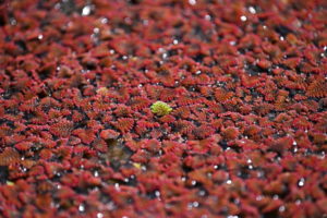 Zabarwione na różowo liście paproci <em>Azolla pinnata</em>, pokrywające małe sztuczne jezioro w Bruce, przedmieściach Canberry, Australijskie Terytorium Stołeczne, Australia, 24.09.2019 r. (LUKAS COCH/PAP/EPA)