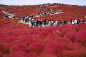 W Japonii, kraju nie tylko kwitnącej wiśni, jesienią berło przejmuje purpurowa kochia scoparia