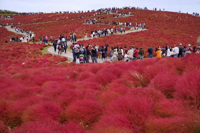 Turyści spacerują wśród kochii, <em>Bassia scoparia</em>, w Hitachi Seaside Park, Hitachinaka, Japonia, 21.10.2019 r. (TORU HANAI/PAP/EPA)
