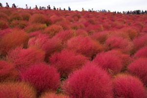 Krzewy kochii, <em>Bassia scoparia</em>, stopniowo zmieniają kolor z zielonego na czerwony między lipcem a październikiem, Hitachi Seaside Park, Hitachinaka, Japonia, 21.10.2019 r. (TORU HANAI/PAP/EPA)