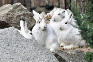 We wrocławskim zoo hodowane są zagrożone wyginięciem zające bielaki