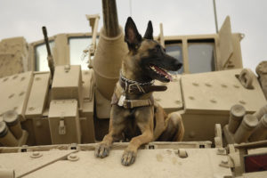 Psy wojskowe we Włoszech po przejściu do cywila będą miały zapewnioną bezpłatną opiekę weterynaryjną