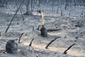 Obraz szkód wyrządzonych przez pożary buszu w okolicy miejscowości Parndana na Wyspie Kangura, na południowy zachód od miasta Adelaide, stan Australia Południowa, Australia, 10.01.2020 r.<br/>(DAVID MARIUZ/PAP/EPA)