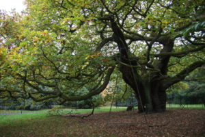 Tysiącletni dąb z Allerton i bez z Rzeszowa – drzewa jako żywe ślady dziejów społeczności