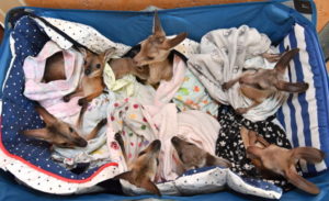 Osierocone kangury i skalniaki leżą w wózeczku w Australia Zoo Wildlife Hospital, miejscowość Beerwah w stanie Queensland, Australia, 15.01.2020 r. (DARREN ENGLAND/PAP/EPA)