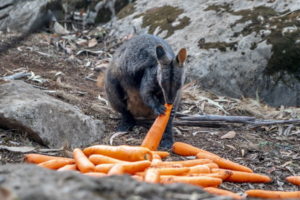 Zrzuty marchwi i batatów jako ratunek dla australijskich zwierzaków, które przetrwały pożary