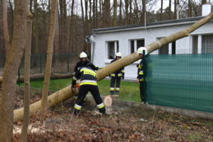 Strażacy usuwają powalone drzewo po wichurze w miejscowości Wieniotowo w gminie Ustronie Morskie, 10.02.2020 r. (Marcin Bielecki / PAP)