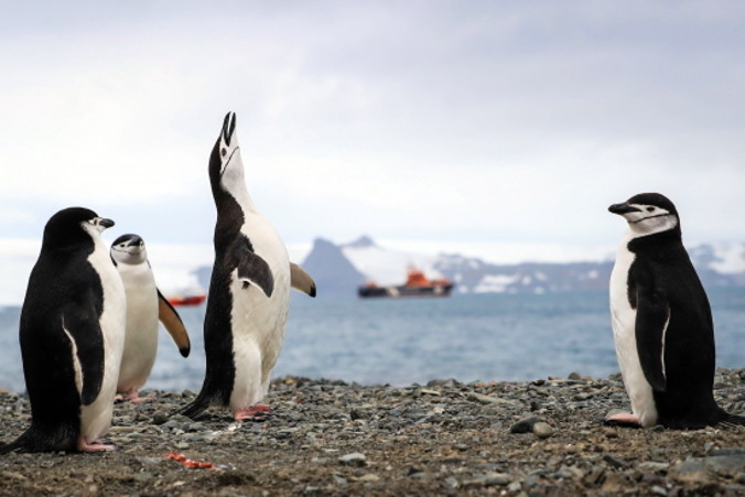 Pingwiny na Wyspie Króla Jerzego na Antarktydzie, 16.01.2020 r., wydane 14.02.2020 r. (Federico Anfitti/PAP/EPA)