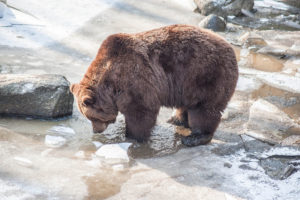Niedźwiedzie w Tatrach budzą się z zimowego snu