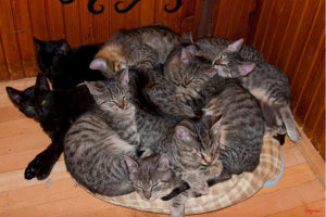 JOKOT daje kotom szansę na lepszy byt od 2011 r. W przytulisku urzęduje ponad 100 kotów, o które dbają m.in. wolontariusze (<a href="http://www.jokot.pl/galeria,281.html">Sqpień</a> / dzięki uprzejmości Fundacji JOKOT)
