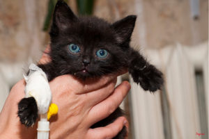 Rzadko spotyka się małe, dzikie koty, które nie borykałyby się z infekcjami, zwłaszcza płuc<br/>(<a href="http://www.jokot.pl/galeria,281.html">Sqpień</a> / dzięki uprzejmości Fundacji JOKOT)