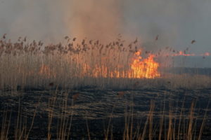 Pożar w Biebrzańskim Parku Narodowym w pobliżu wsi Wroceń, 22.04.2020 r. (Artur Reszko / PAP)