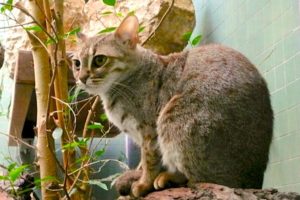 Naprawdę tyci, czyli najmniejszy gatunek kota wolno żyjącego na Ziemi