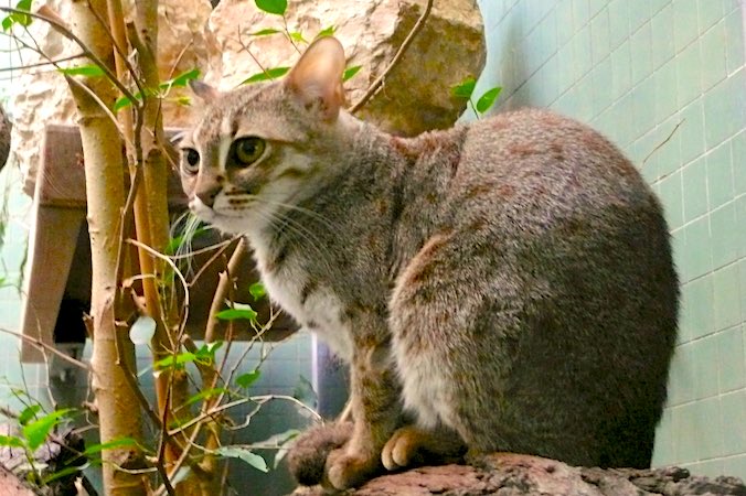 Zagrożony wyginięciem kotek rudy jest uznawany za najmniejszego kota na świecie (Lenie Beutler – praca własna, zdjęcie modyfikowane, <a href="https://creativecommons.org/licenses/by-sa/3.0/">CC BY-SA 3.0</a> / <a href="https://commons.wikimedia.org/w/index.php?curid=4496361">Wikimedia</a>)