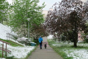 W Olsztynie we wtorek rano śnieg utrzymywał się na dachach domów, na samochodach, trawnikach i drzewach, 12.05.2020 r. (Tomasz Waszczuk / PAP)