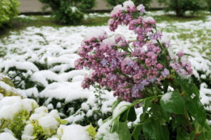 Śnieg w maju. Opady m.in. na Warmii i Mazurach, w Tatrach i Bieszczadach